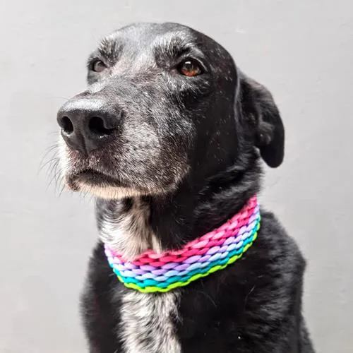 Collar de paracord 5